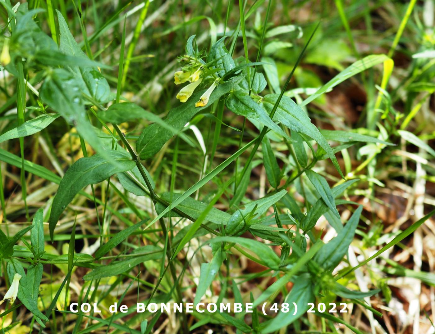 Cow-wheat, Common plant